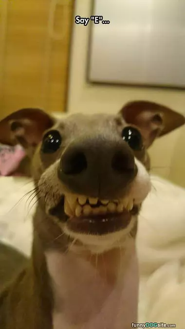 Say Eeeee