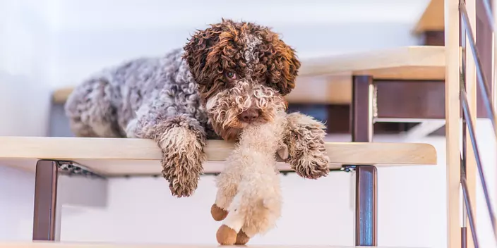 brown and white Lagotto Rom...