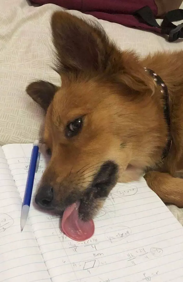 Lick The Homework