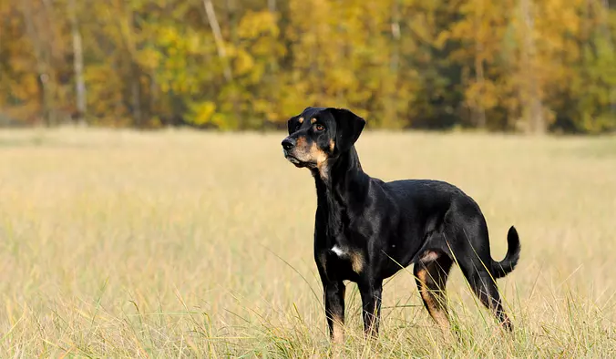 Transylvanian Hound dog sta...