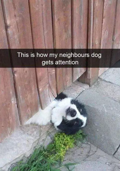 This Is How He Gets Attention