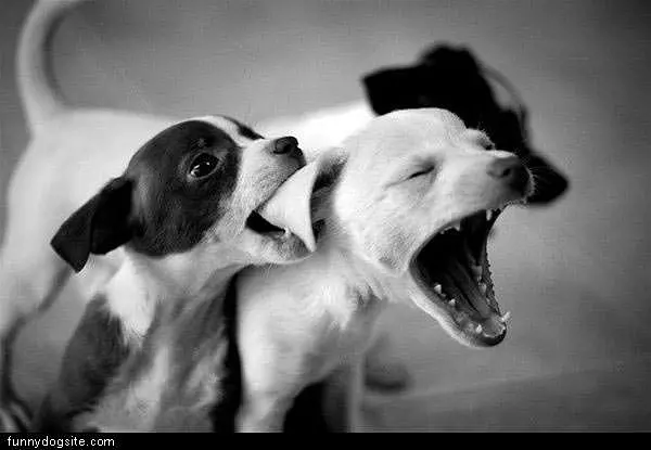 Puppy Bite