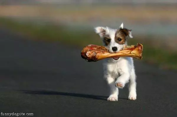 I Got The Bone