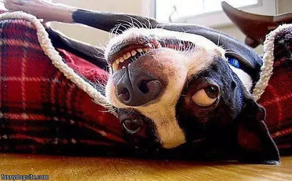 Upside Down Dog Face