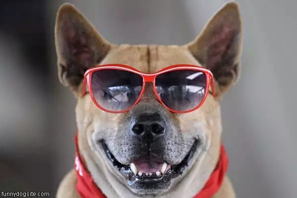 Cool Dog