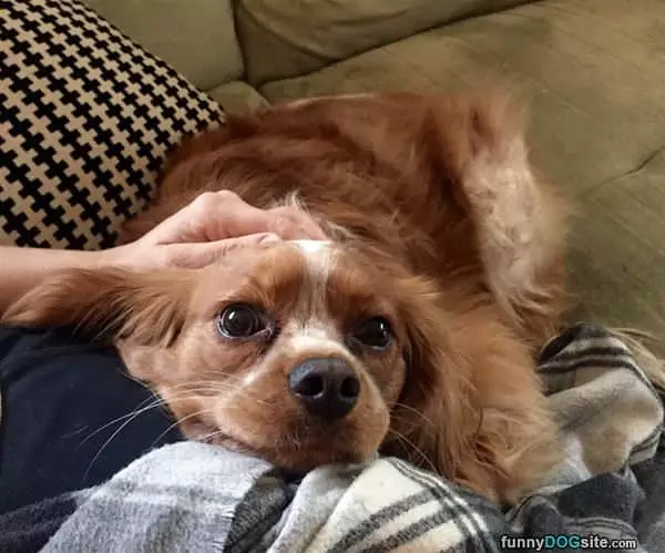 Pet Me Please