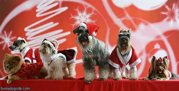 Xmas Dogs