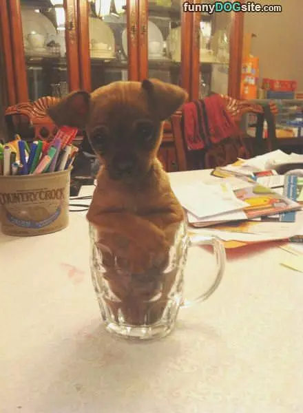 One Tiny Puppy Glass