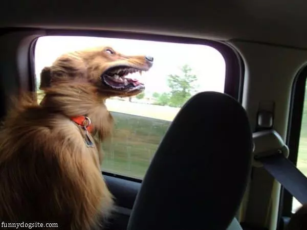 I Love This Wind