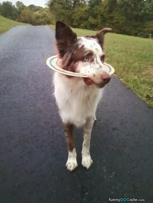 How I Fetch