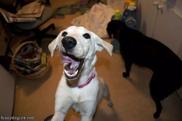 Dog Wants Treat