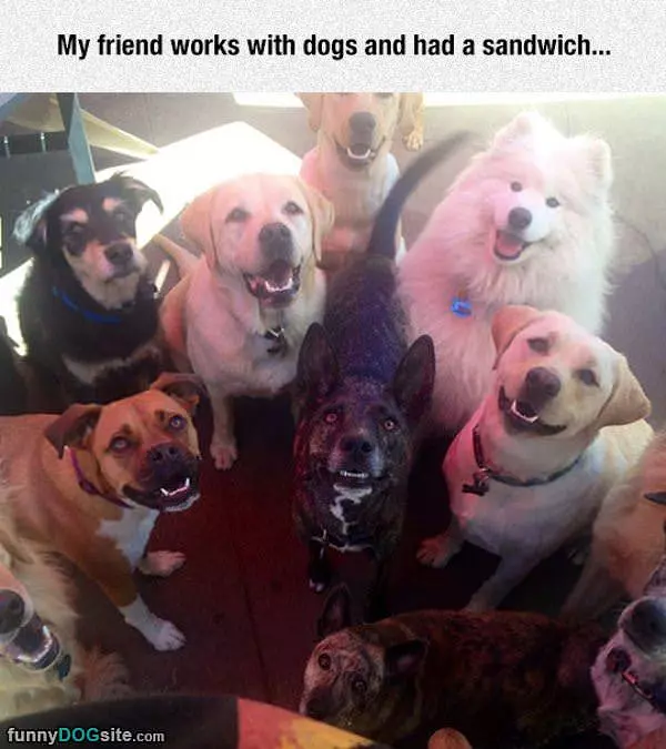 Works With Dogs