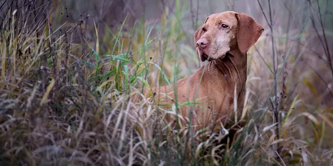 Vizsla  Dog Hunting