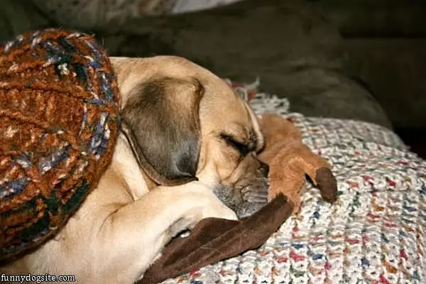 Ditka Dreaming Of Da Bears