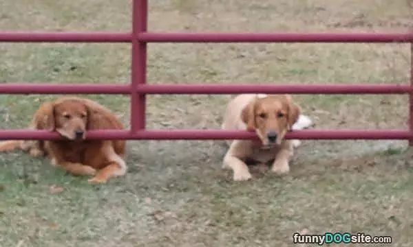 Head Rests