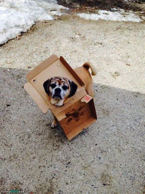 Can You Help Me Out Human