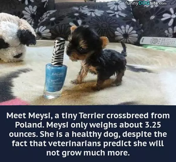 Tiny Little Dog