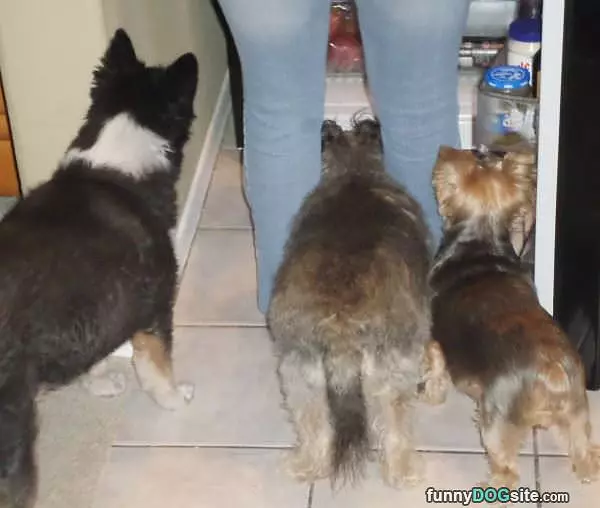 Whats In The Fridge