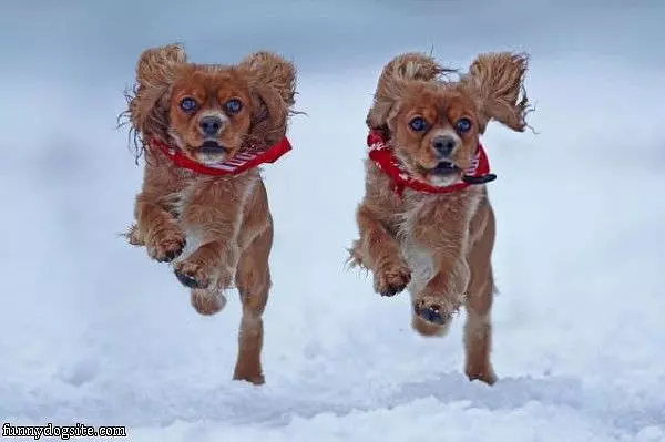 Running Dogs