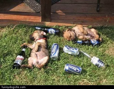 Party Dogs