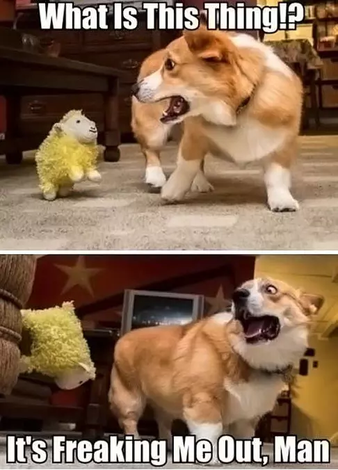 Throw The Ball