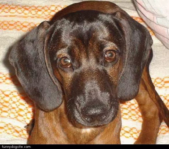 Dark Brown Dog