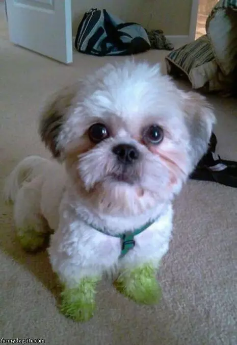 Green Paws