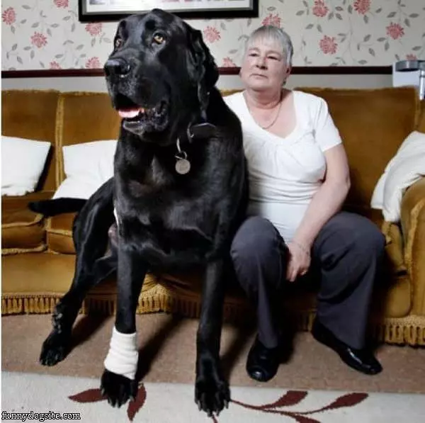 That Is A Big Dog