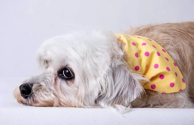 Dandie Dinmont Terrier
