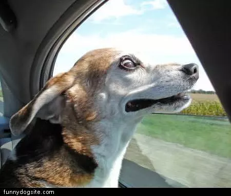 Windy Day