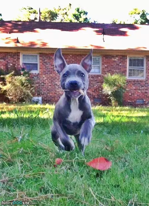 Super Fetch