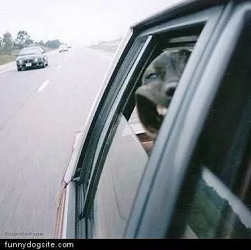 Dog Loves The Car