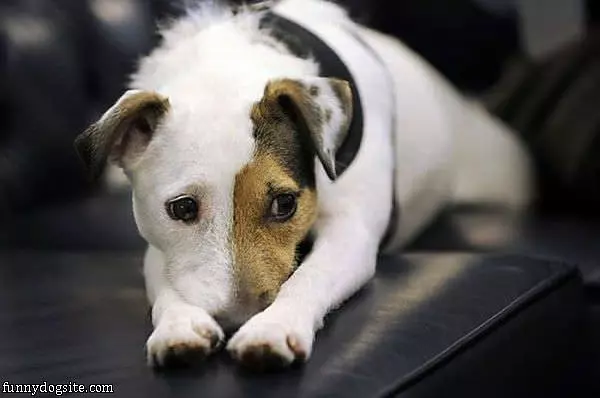 I Has The Sad