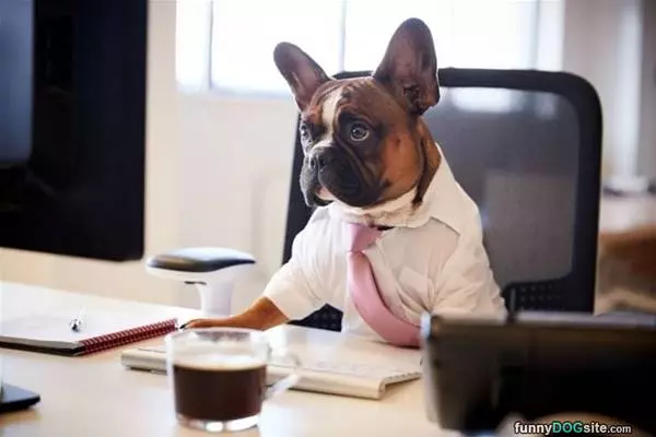 The Office Dog