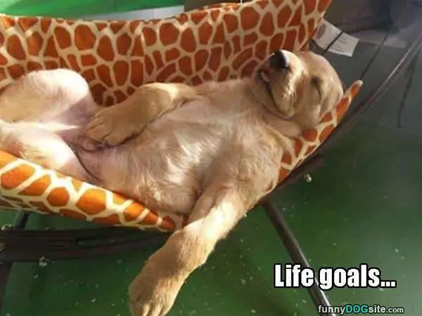 Life Goals