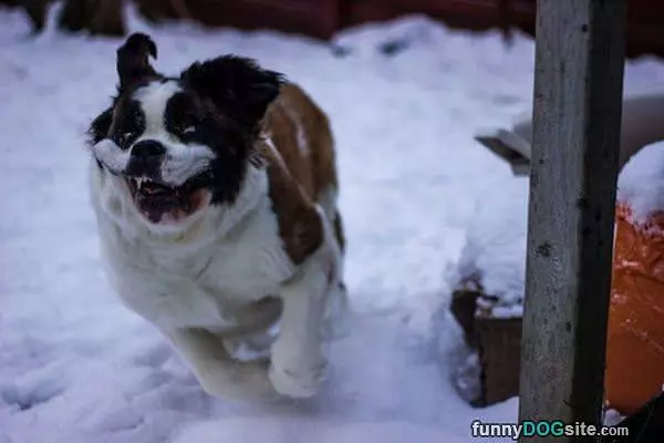 Arf Arf