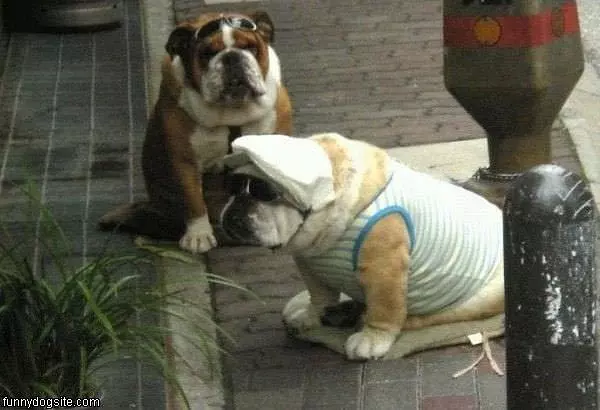 Costume Dogs