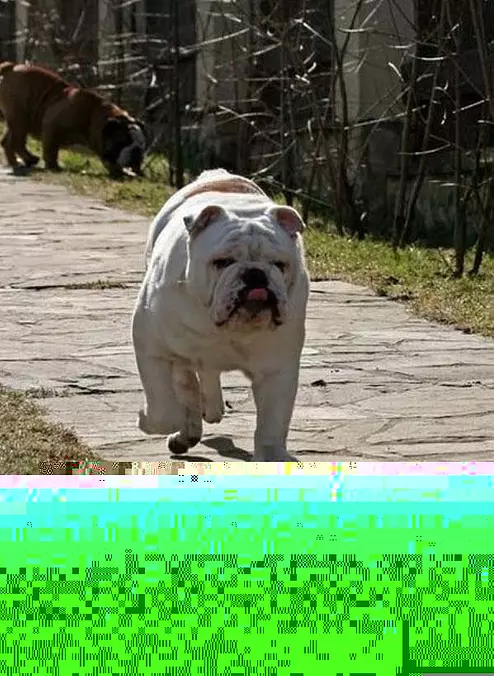 Chubby Dog