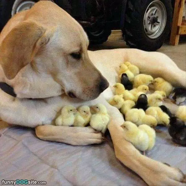 All These Chicks