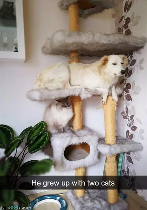 Grew Up With 2 Cats