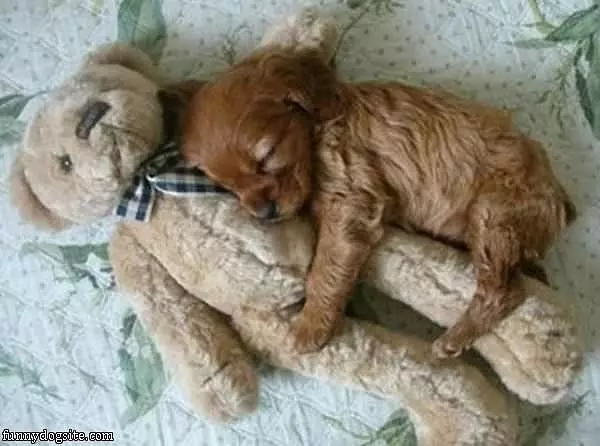 My Teddy