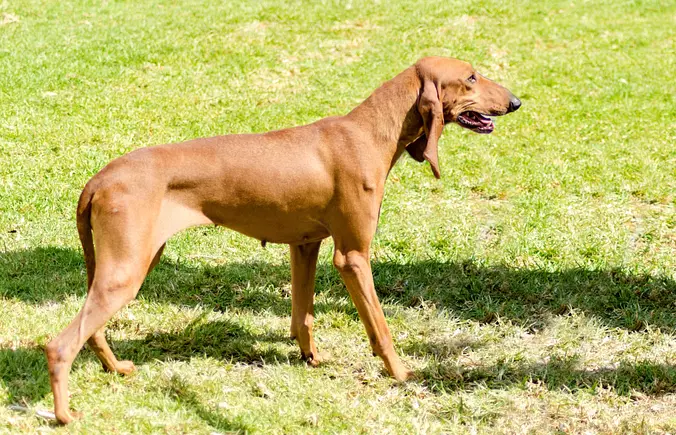 Brown Segugio Italiano