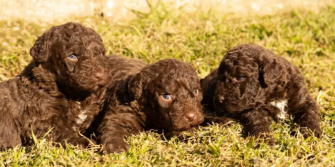 Spanish Water Dog puppies
