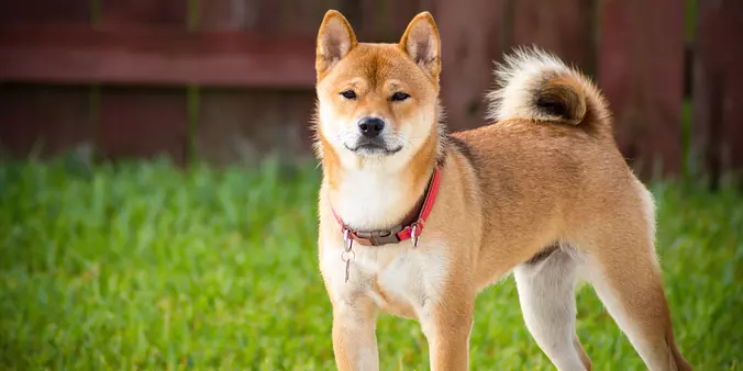 Akita shallow focus in the ...