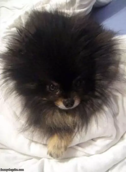 Fluffy Puppy