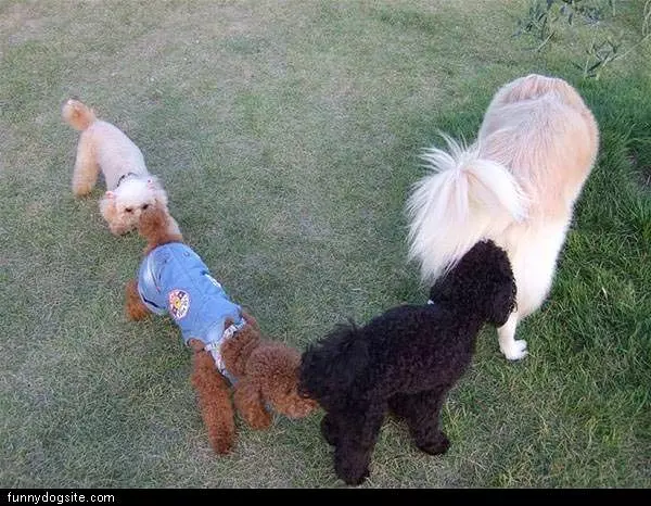 Sniff Circle