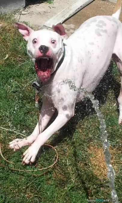 I Loooove Water