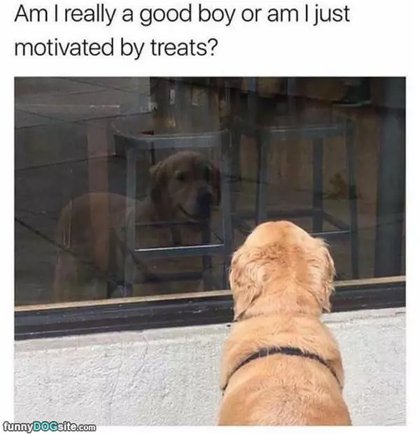 Am I Really A Good Boy