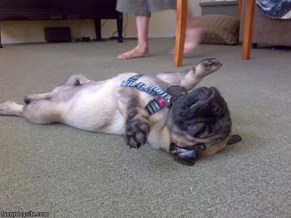 Sleep Where I Want Pug