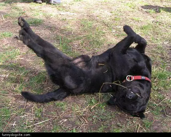 Lab Rolling Around